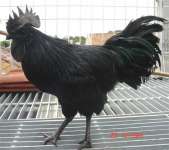 Jual Ayam cemani