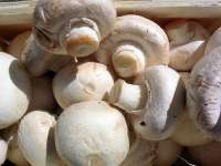 Mushroom Champignon