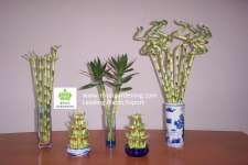 Lucky Bamboo-Dracaena Sanderiana