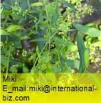 Bupleurum Extract