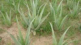 Aloe Vera plants supplier