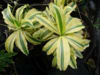 Dracaena variegata golden