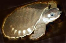 labi-labi , freshwater turtle,  soft shell