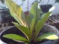 Anthurium Jemanii Brown Super red