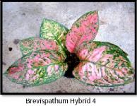 Brevispathum Hybrid 4