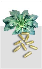 Obat Herbal Komfrey