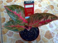 Widuri Golden 5 daun (terjual - Bogor)