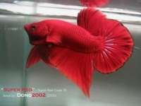 Super Red Double Tail