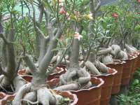 Adenium bonggol jawa grafting