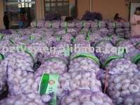 purple white garlic