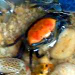 Fiddler crabs / Uca sp