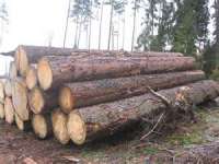 SPRUCE TIMBER AND LUMBER