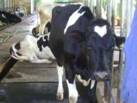 peternakan sapi perah,  pengolahan susu segar