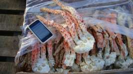 Argentine King Crab