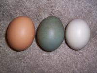 telur ayam kampung dan telur bebek / itik