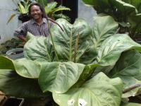 Anthurium jemanii PEARL (jumbo)