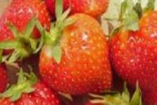 Strawberry Organic