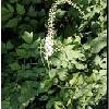 Black Cohosh Extract