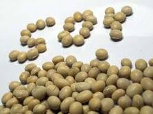 soybean