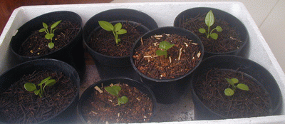 Bibit 3-6 daun J. Mangkok,  J. Kol,  J. Sweet Merapi