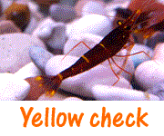 Yellow Check (Udang Hias Air Tawar)