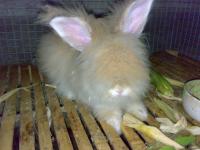 English Angora