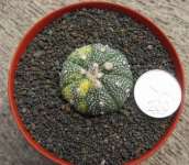 Astrophytum asterias variegata D