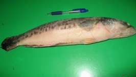 EXPORT WHOLE CLEANED SNAKEHEAD FISH-Ophiocephalus striatus / Channa striatus / Ophiocephalus micropeltes / Channa micropeltes