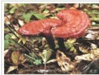 Reishi Mushroom P.E.