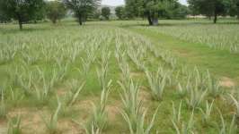 largest unit of aloe vera cultivation