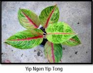 Yip Ngen Yip Tong