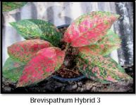 Brevispathum Hybrid 3