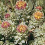 Rhodiola Rosea Extract