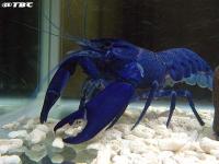 Lobster Air Tawar Hias