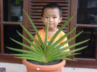 Sansevieria koko (kode A5)/sold out/terima kasih.