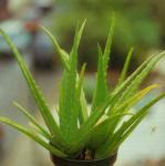 Lidah Buaya ( Aloe vera Linn.) Familia: Asphodelaceae > > SMS= 0858-763-89979> > SMS= 081-32622-0589 > > SMS= 081-901-389-117 > > Email= BudimanBagus01@ yahoo.com