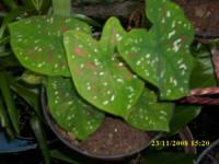 Bicolor1,  Caladium bicolor ( W.Ait.) Vent Familia: Araceae > > SMS= 081-32622-0589 > > SMS= 081-901-389-117