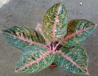 Aglaonema-Rosa 13d