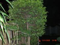 BONSAI BESAR PUTRI SALJU