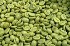 Green Coffee bean extract Chlorogenic Acid