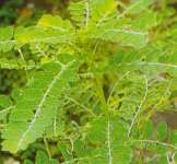 Meniran ,  Stonebreaker,  Small gooseberry ( Phyllanthus niruri L.) Familia: Euphorbiaceae,  Malaysia= DukungAnak ,  Pilipina= Sampa sampalukan &gt; &gt; Jual daun,  batang,  akar kering &gt; &gt; SMS= 0858-763-89979 &gt; &gt; SMS= 081-32622-0589 &gt; &gt; SMS= 081-901-389-117