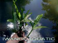 Tanaman Aquascape/ Aquatic Plants