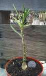 Pachypodium succulentum