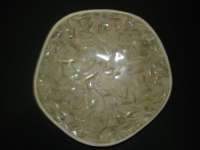 sea shell plate / bowll