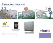 Cattle Identification