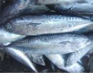 tongkol ( whole bonito)