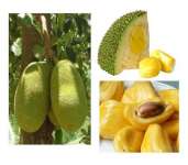 Organic Jackfruit For Sale