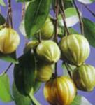 Garcinia Cambogia Extract