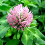 Red Clover Extract Powder