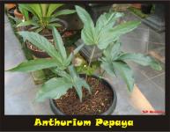 Anthurium Pentaphyllum (Pepaya)